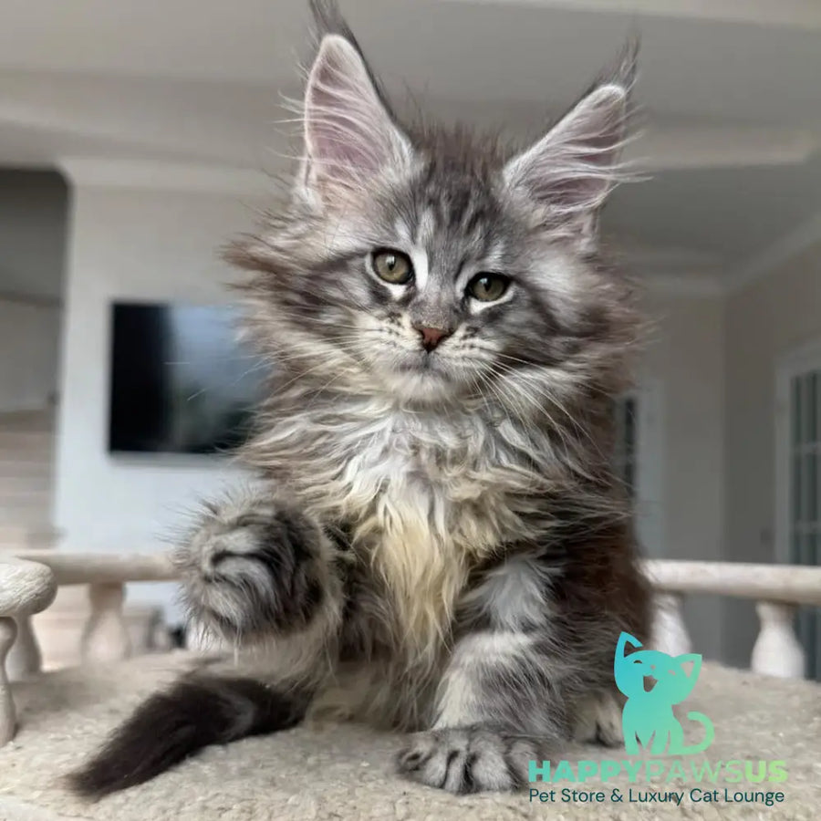 Odry Maine Coon female black silver tabby - live animals