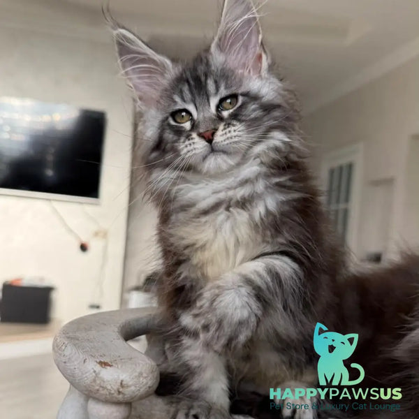 Odry Maine Coon female black silver tabby - live animals