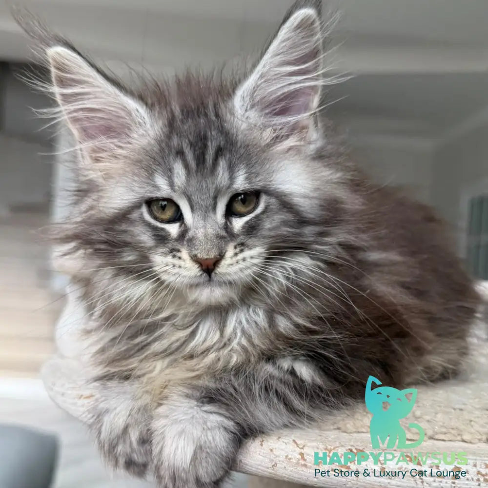 Odry Maine Coon female black silver tabby - live animals
