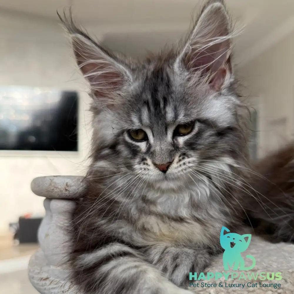 Odry Maine Coon female black silver tabby - live animals