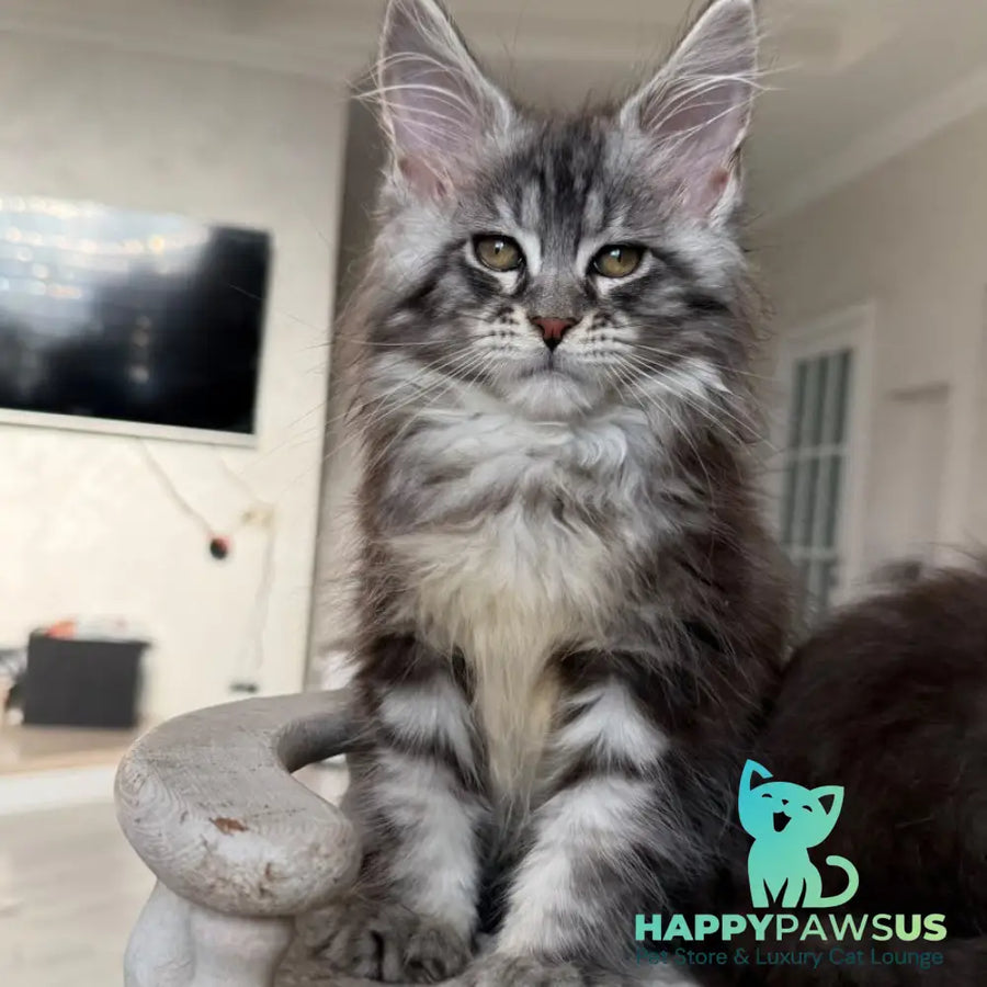 Odry Maine Coon female black silver tabby - live animals