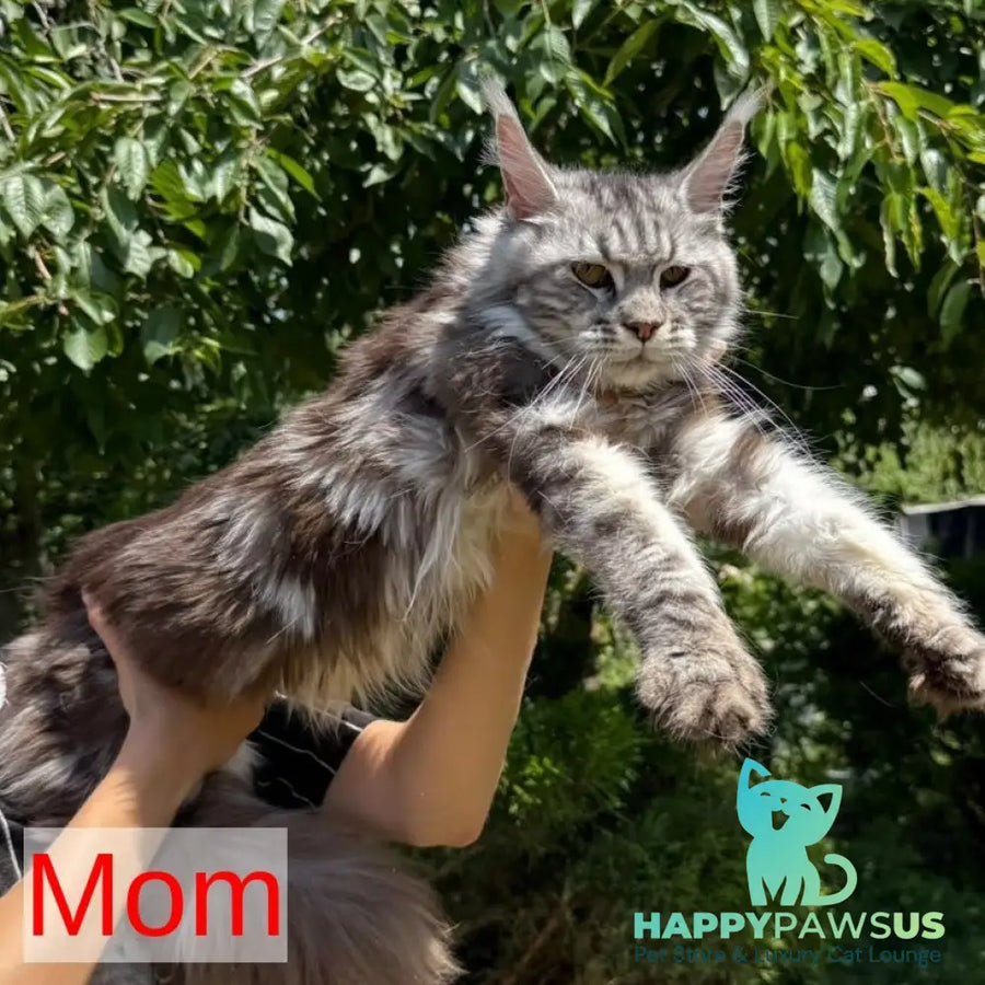 Odry Maine Coon female black silver tabby - live animals