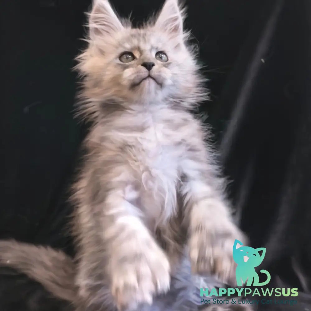 Odry Maine Coon polydactyl 6x6x6x6 female black silver - live animals