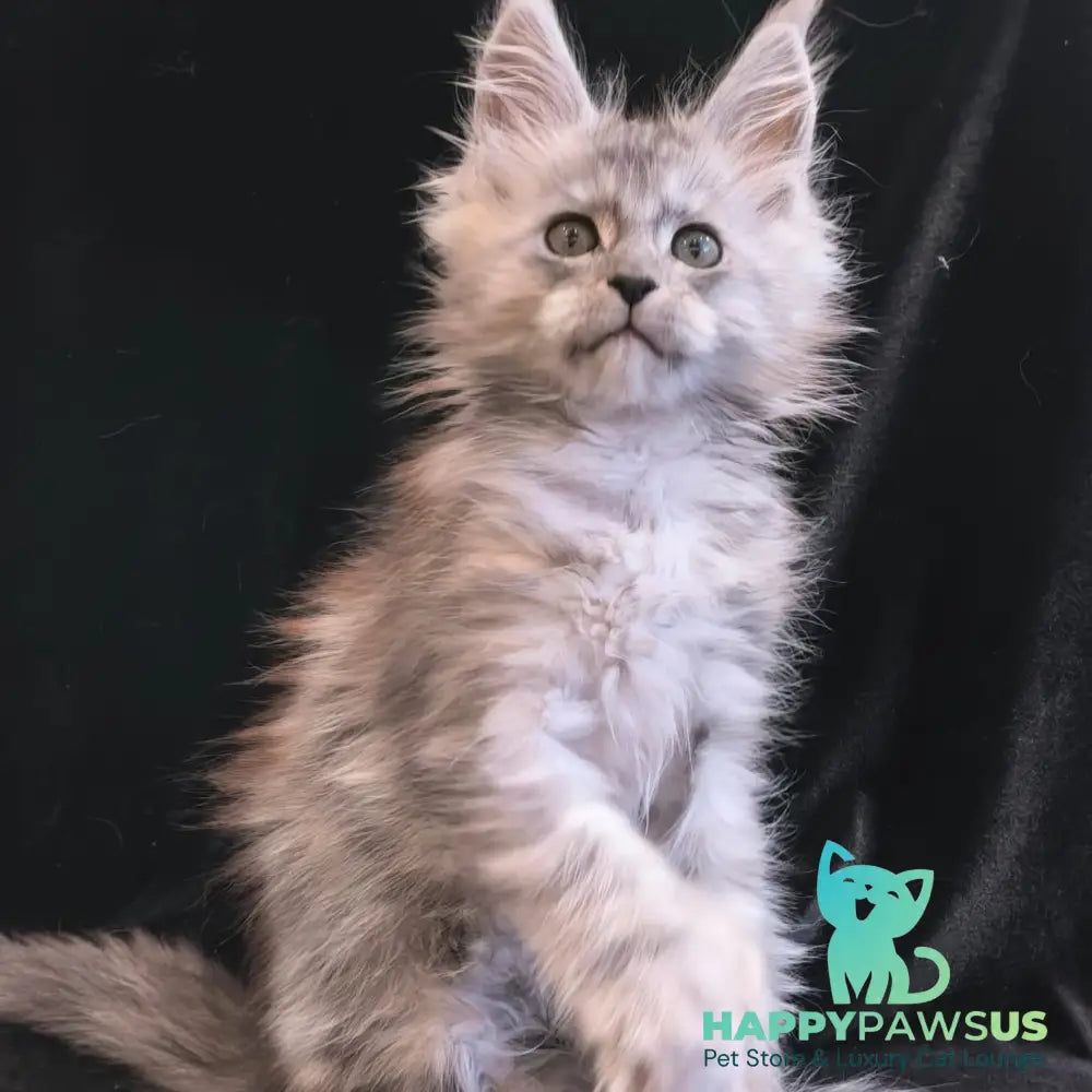 Odry Maine Coon polydactyl 6x6x6x6 female black silver - live animals