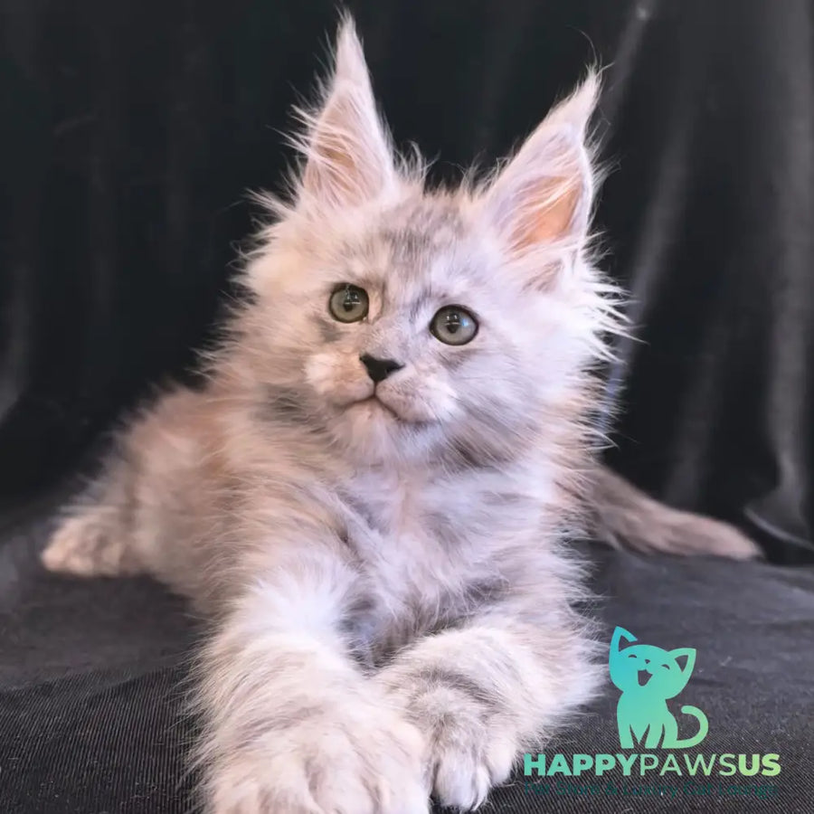 Odry Maine Coon polydactyl 6x6x6x6 female black silver - live animals