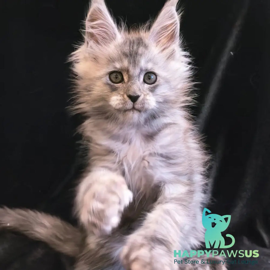 Odry Maine Coon polydactyl 6x6x6x6 female black silver - live animals