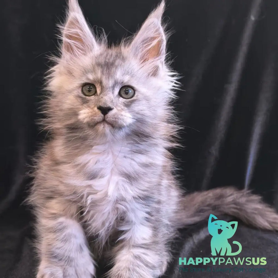 Odry Maine Coon polydactyl 6x6x6x6 female black silver - live animals
