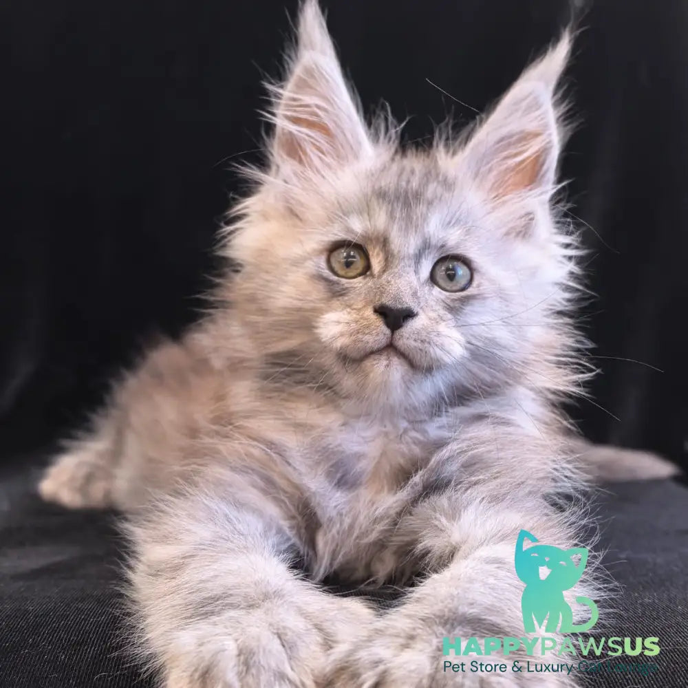 Odry Maine Coon polydactyl 6x6x6x6 female black silver - live animals