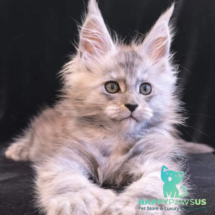 Odry Maine Coon polydactyl 6x6x6x6 female black silver - live animals