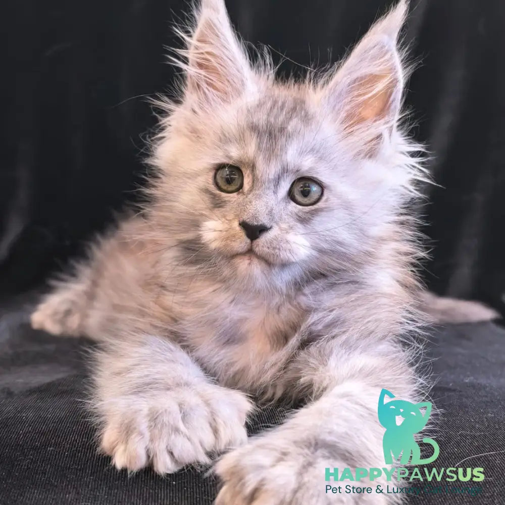 Odry Maine Coon polydactyl 6x6x6x6 female black silver - live animals
