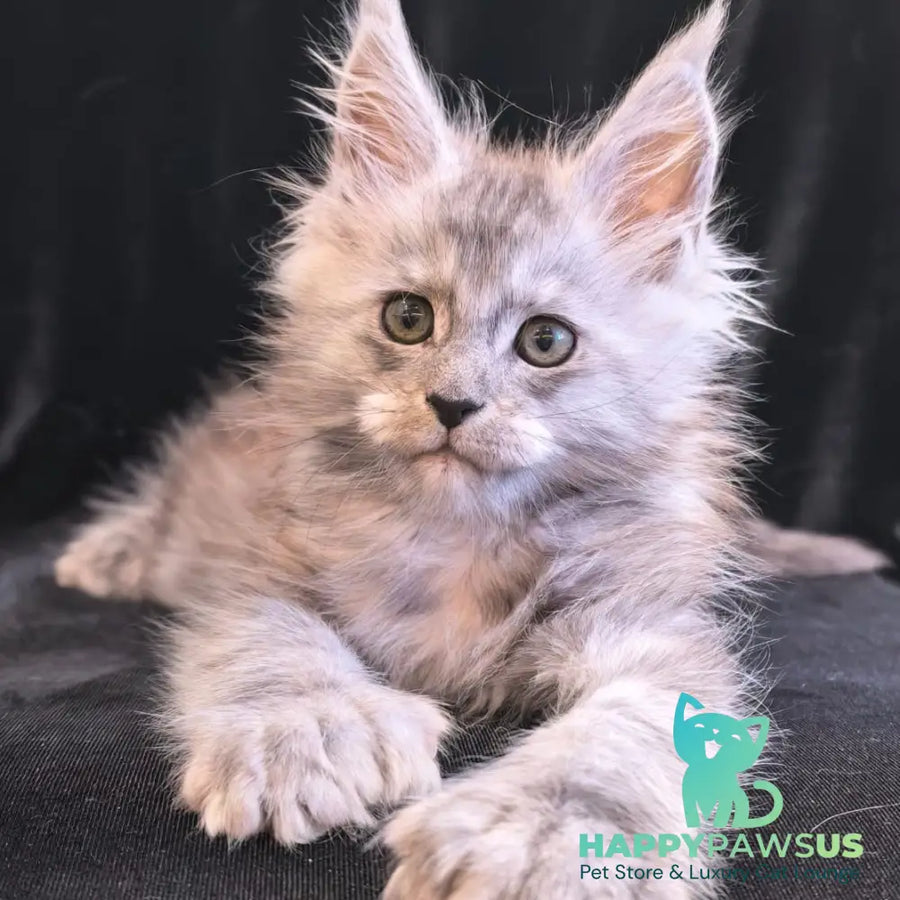 Odry Maine Coon polydactyl 6x6x6x6 female black silver - live animals