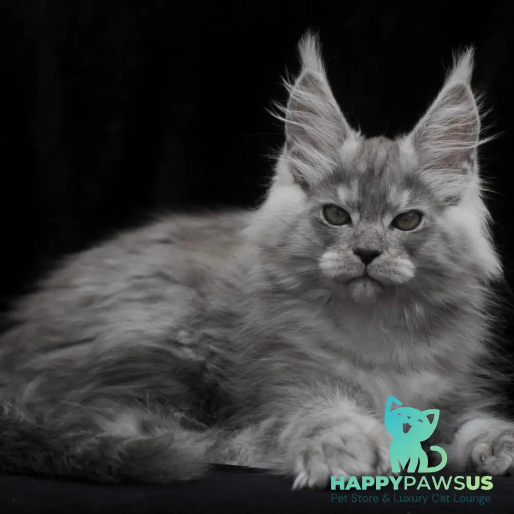 Odry Maine Coon polydactyl 6x6x6x6 female black silver - live animals
