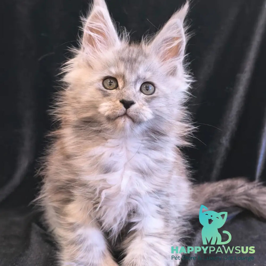 Odry Maine Coon polydactyl 6x6x6x6 female black silver - live animals