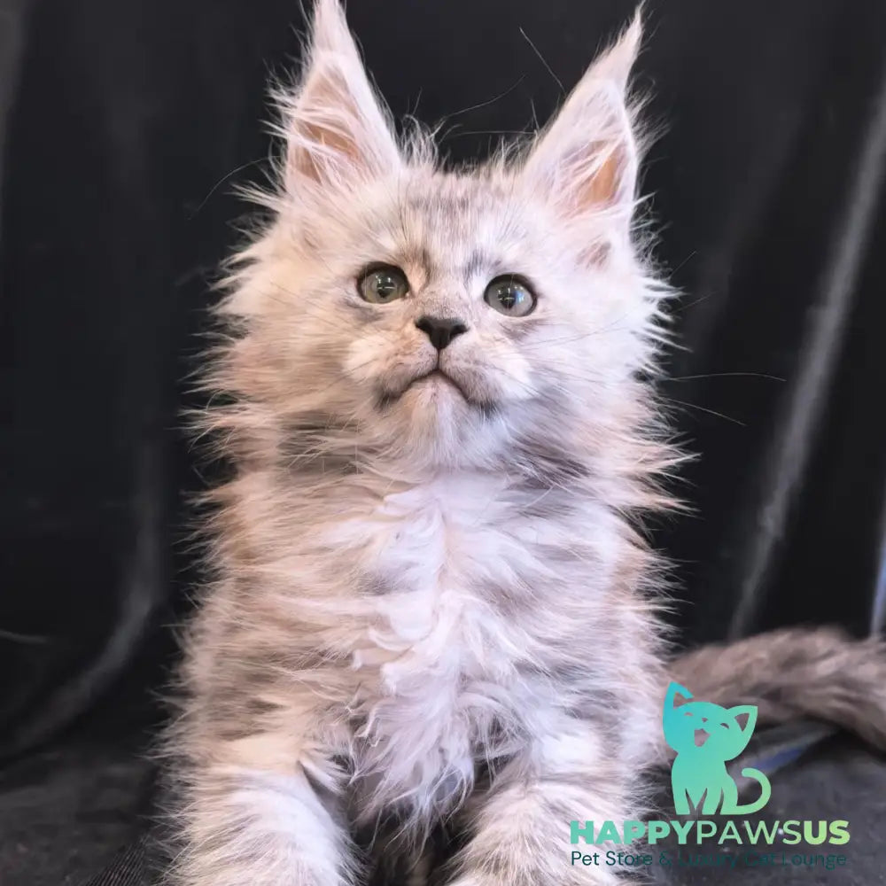 Odry Maine Coon polydactyl 6x6x6x6 female black silver - live animals