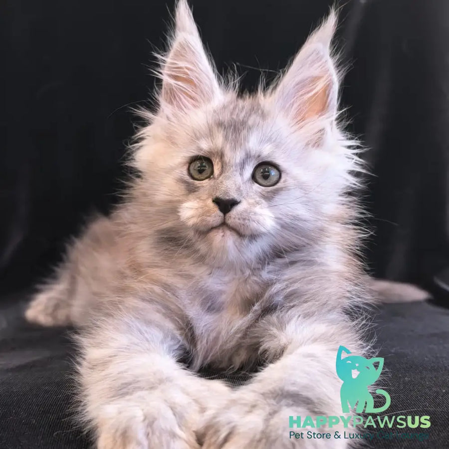 Odry Maine Coon polydactyl 6x6x6x6 female black silver - live animals