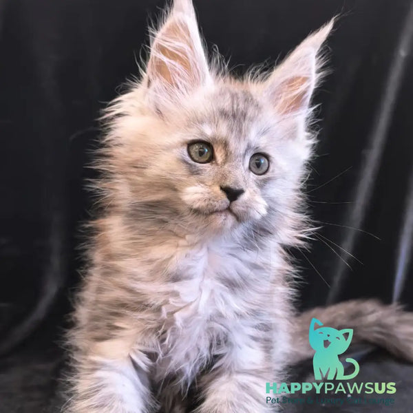 Odry Maine Coon polydactyl 6x6x6x6 female black silver - live animals