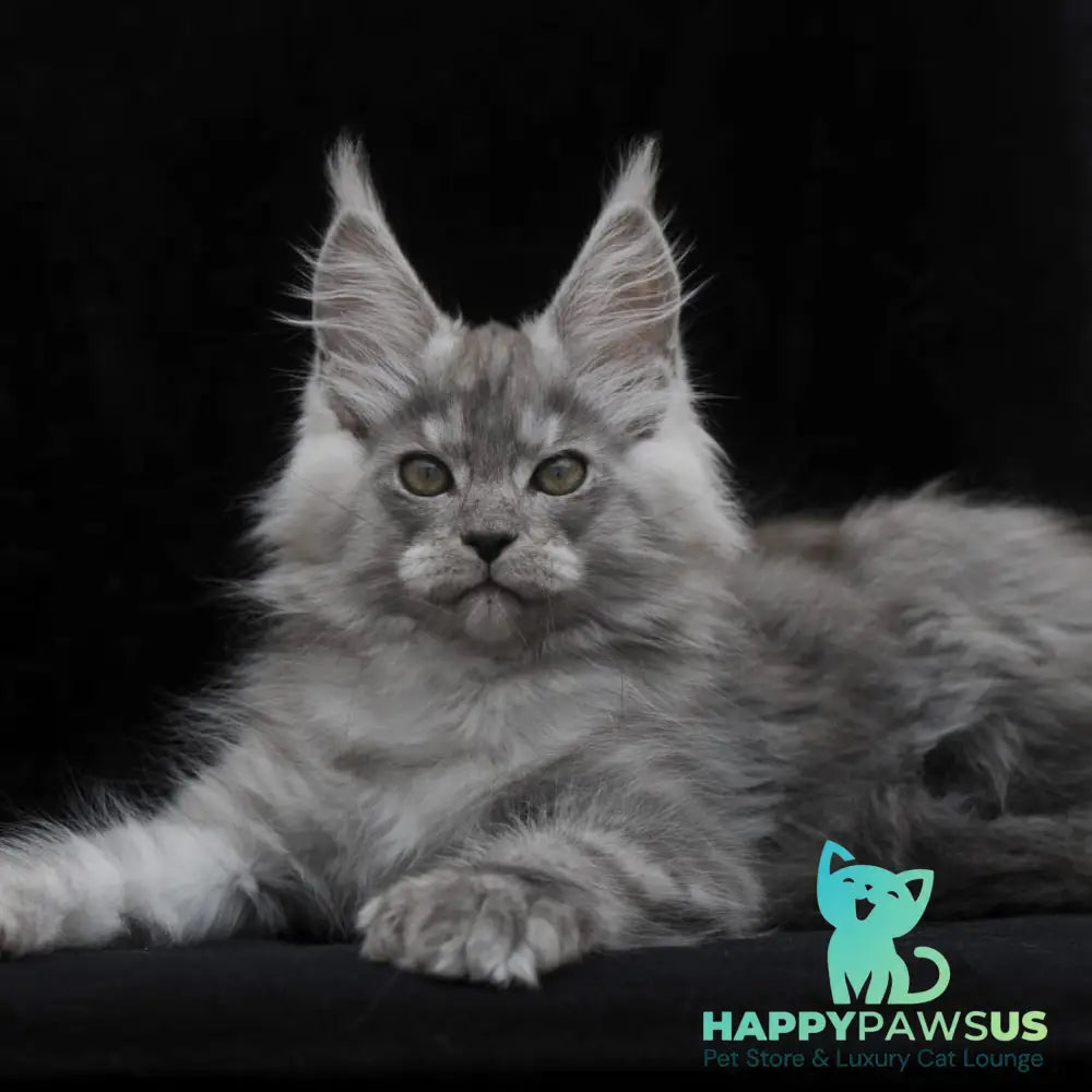 Odry Maine Coon polydactyl 6x6x6x6 female black silver - live animals