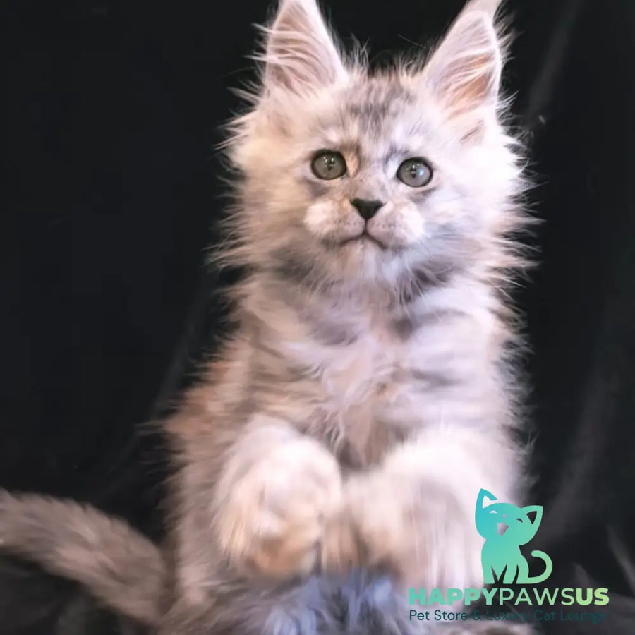 Odry Maine Coon polydactyl 6x6x6x6 female black silver - live animals