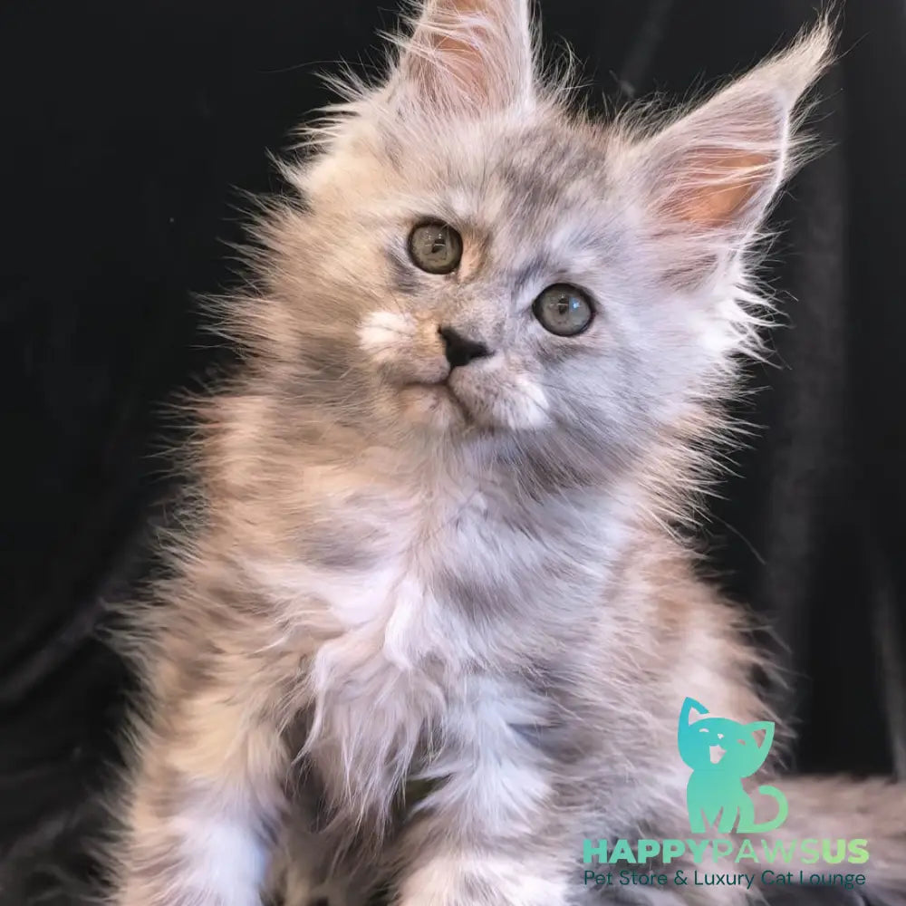 Odry Maine Coon polydactyl 6x6x6x6 female black silver - live animals