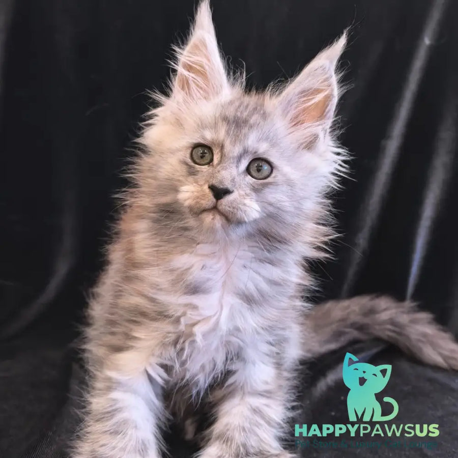 Odry Maine Coon polydactyl 6x6x6x6 female black silver - live animals