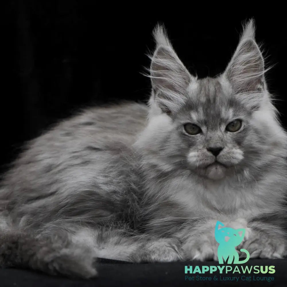 Odry Maine Coon polydactyl 6x6x6x6 female black silver - live animals