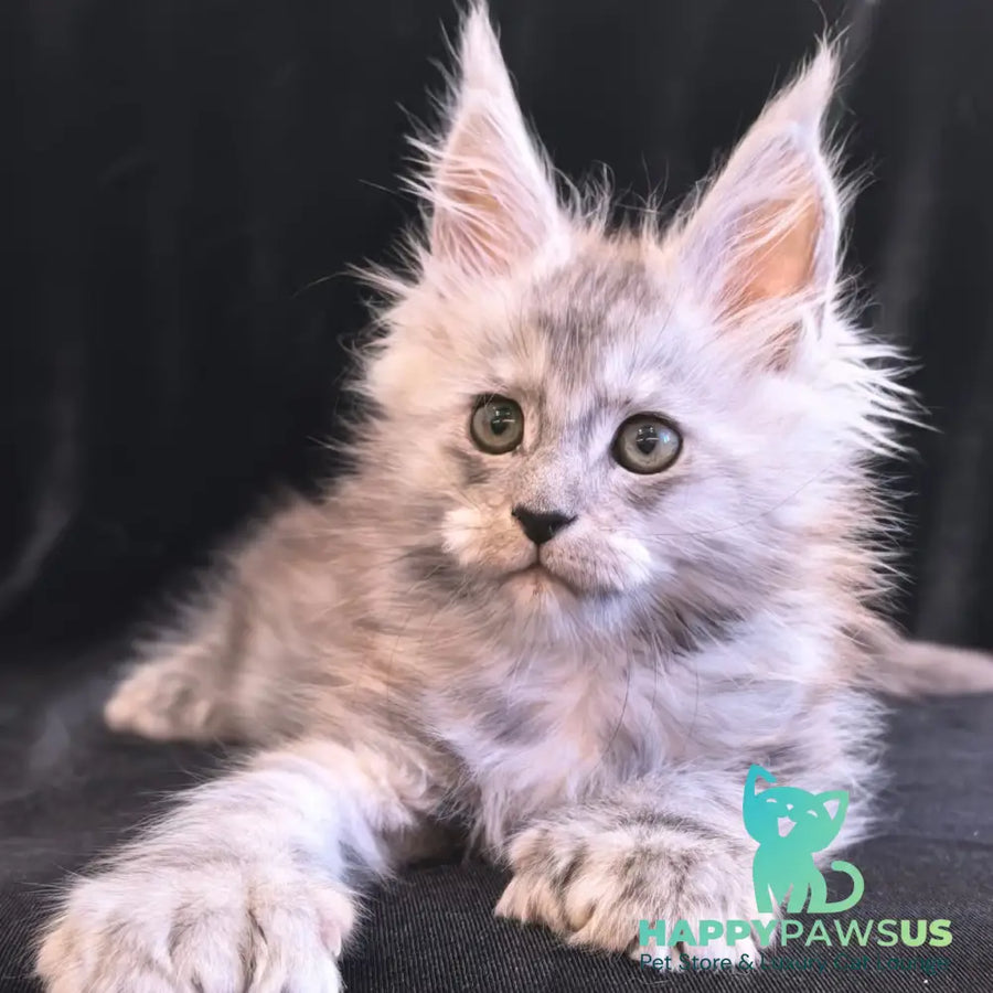 Odry Maine Coon polydactyl 6x6x6x6 female black silver - live animals