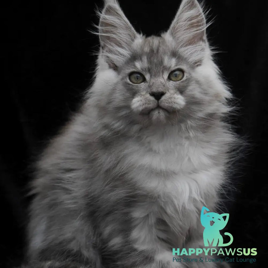 Odry Maine Coon polydactyl 6x6x6x6 female black silver - live animals