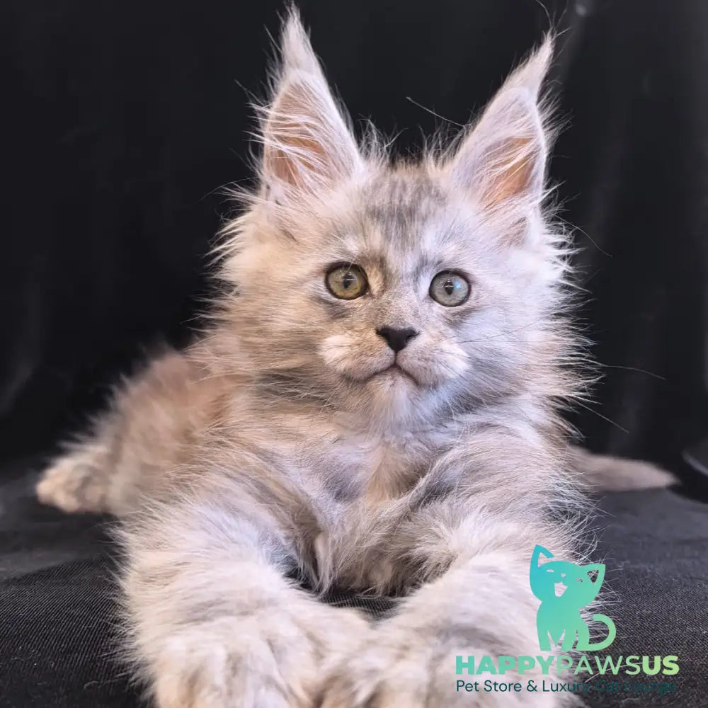 Odry Maine Coon polydactyl 6x6x6x6 female black silver - live animals