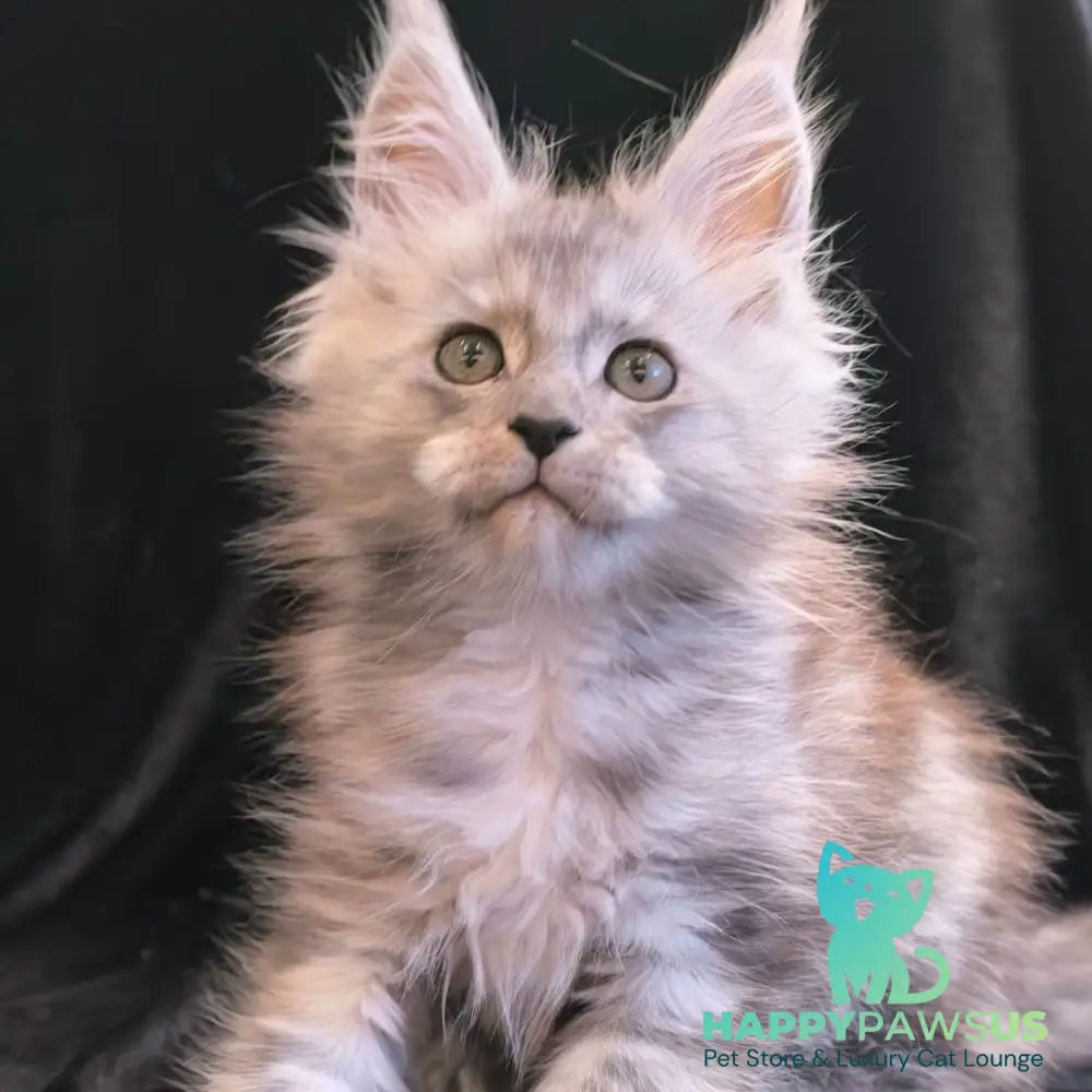 Odry Maine Coon polydactyl 6x6x6x6 female black silver - live animals
