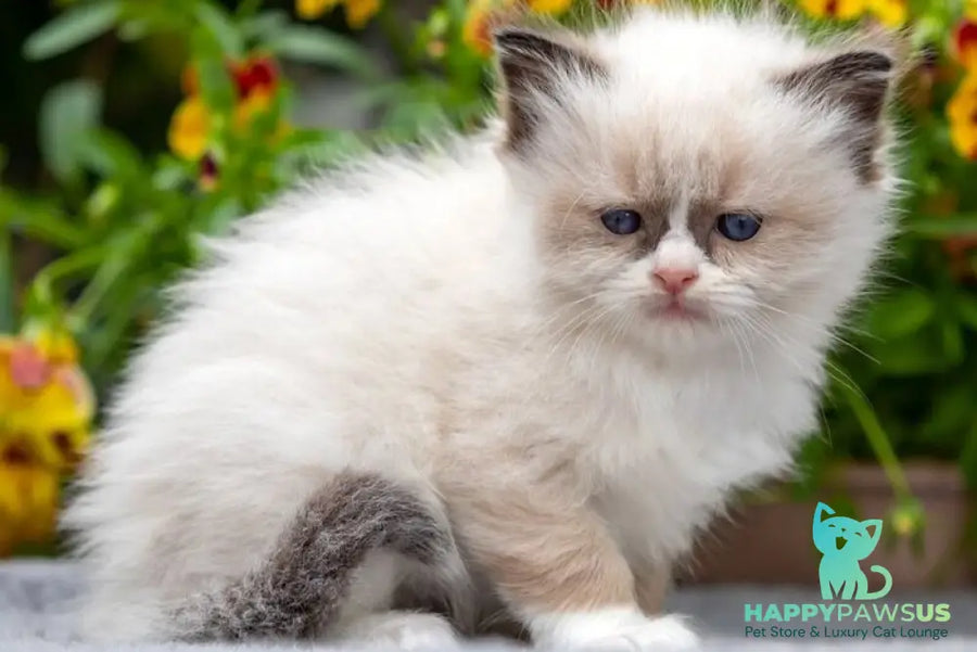 Odry Ragdoll female seal mitted - live animals