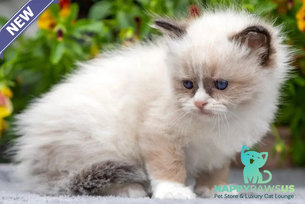 Odry Ragdoll female seal mitted - live animals