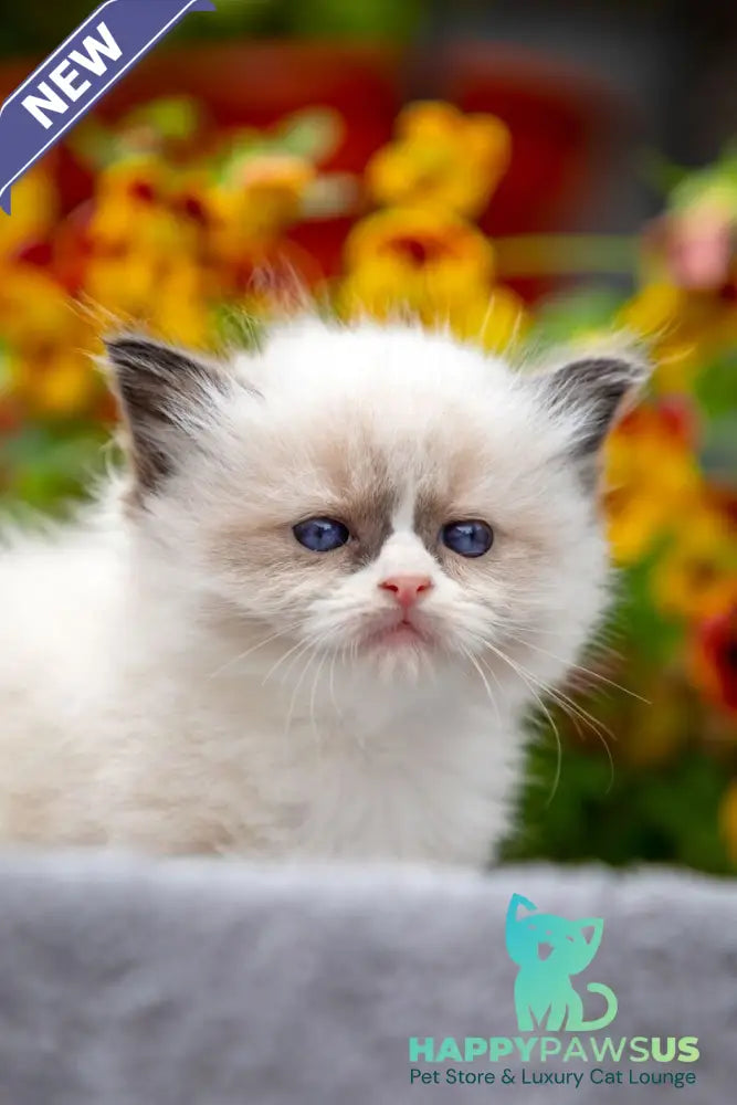 Odry Ragdoll female seal mitted - live animals