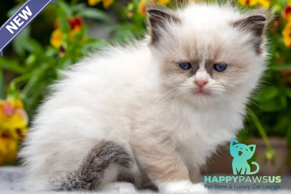 Odry Ragdoll female seal mitted - live animals