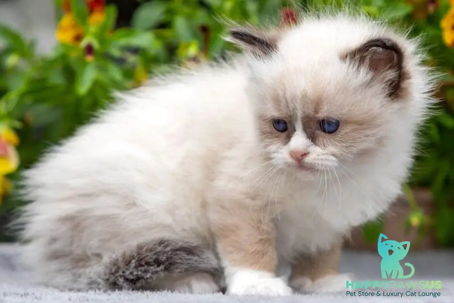 Odry Ragdoll female seal mitted - live animals