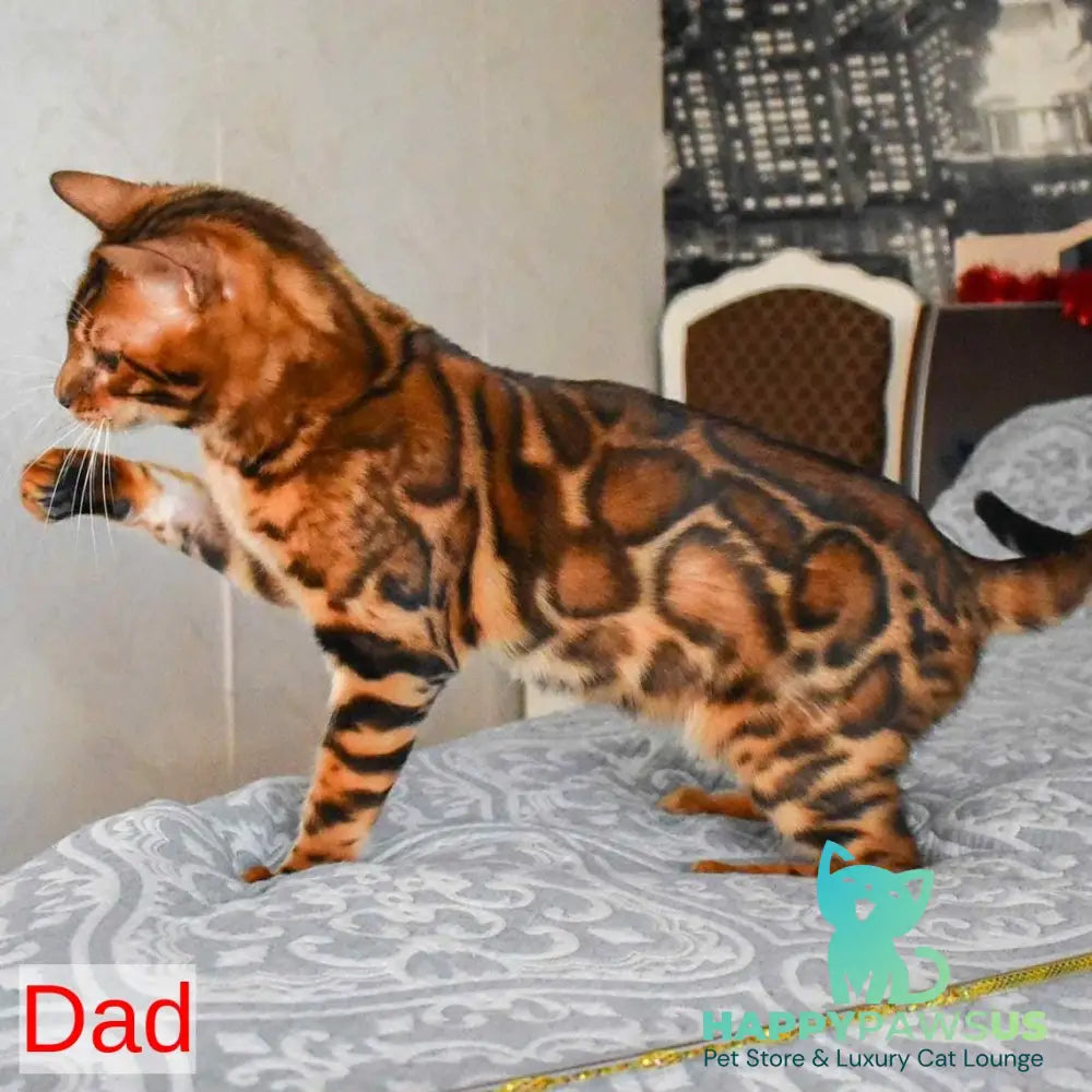 Odysseus Bengal male black spotted tabby - live animals
