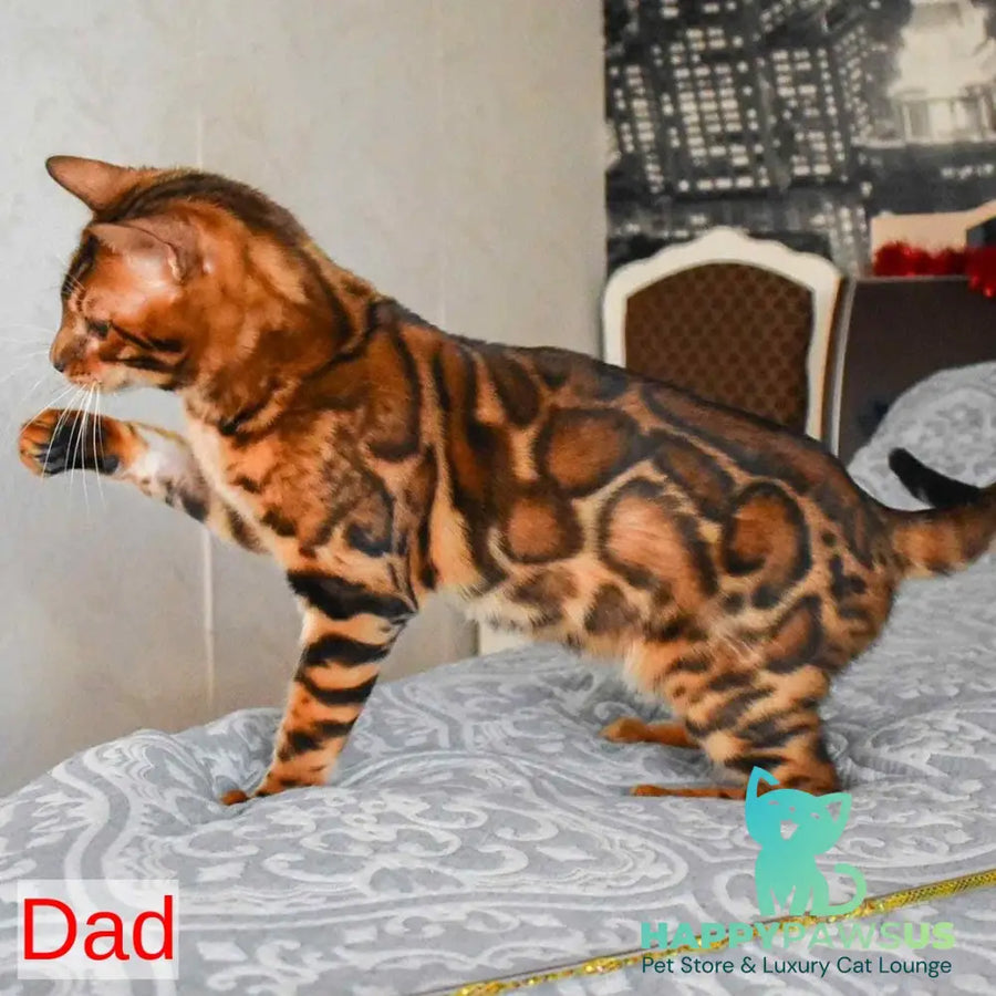 Odysseus Bengal male black spotted tabby - live animals