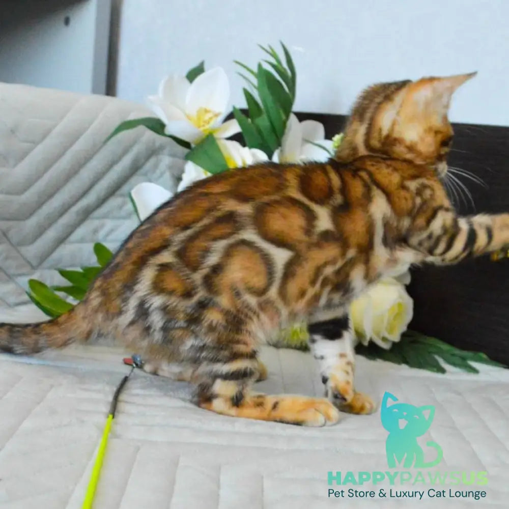Odysseus Bengal male black spotted tabby - live animals
