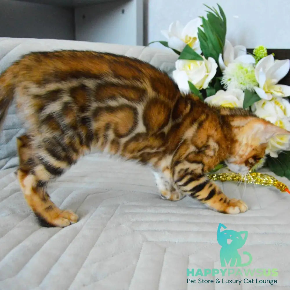 Odysseus Bengal male black spotted tabby - live animals