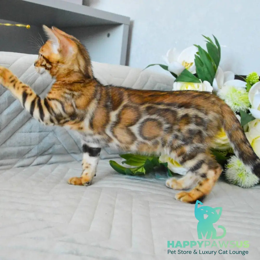 Odysseus Bengal male black spotted tabby - live animals