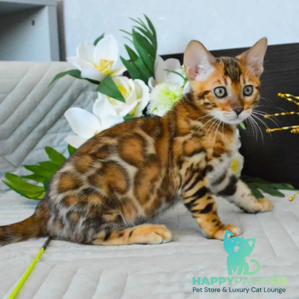 Odysseus Bengal male black spotted tabby - live animals
