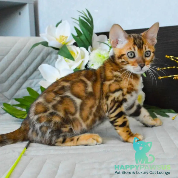 Odysseus Bengal male black spotted tabby - live animals