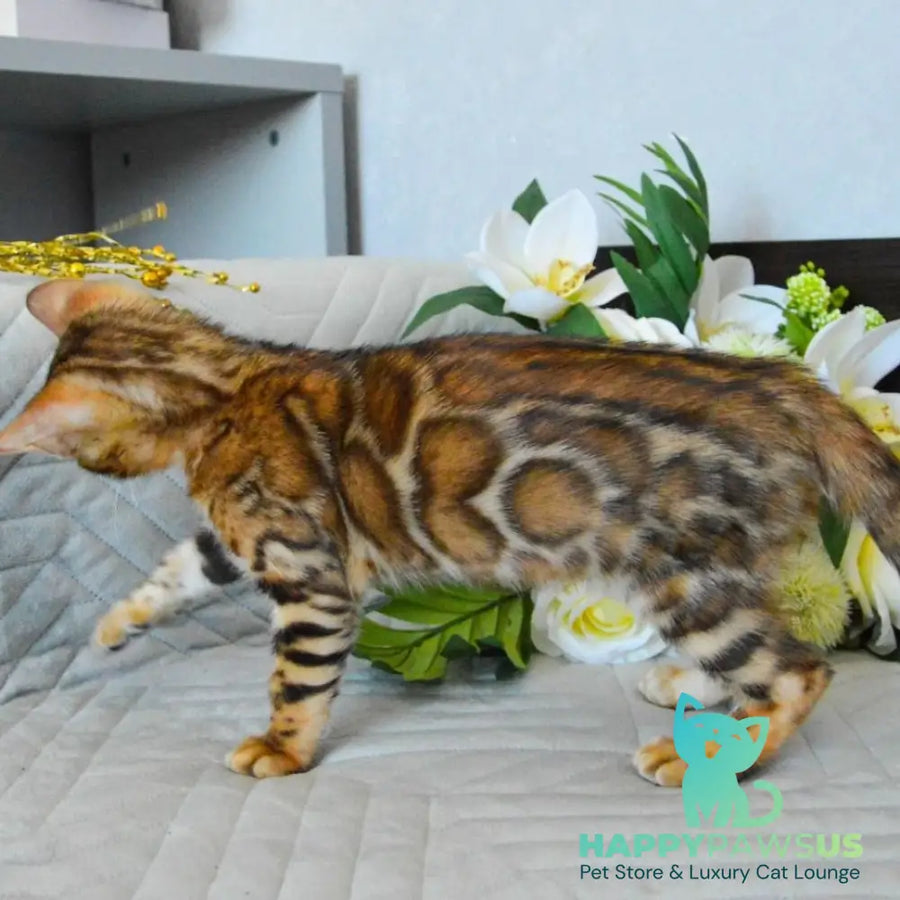 Odysseus Bengal male black spotted tabby - live animals
