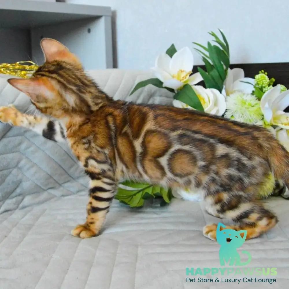 Odysseus Bengal male black spotted tabby - live animals