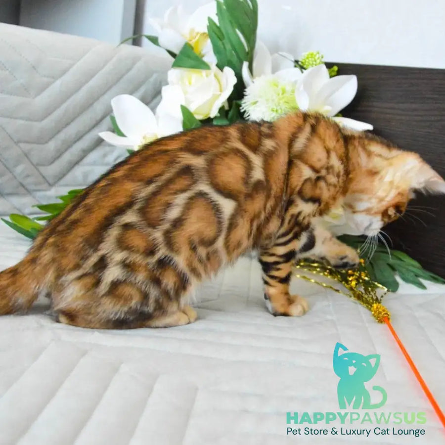 Odysseus Bengal male black spotted tabby - live animals