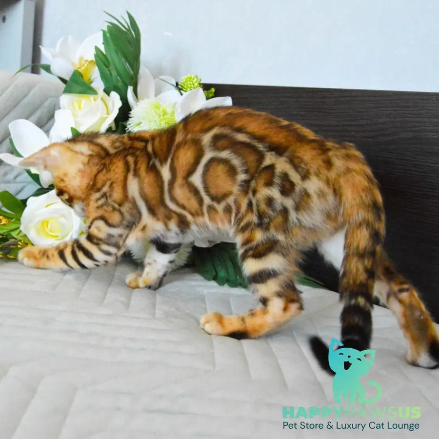 Odysseus Bengal male black spotted tabby - live animals