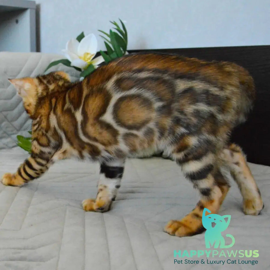 Odysseus Bengal male black spotted tabby - live animals