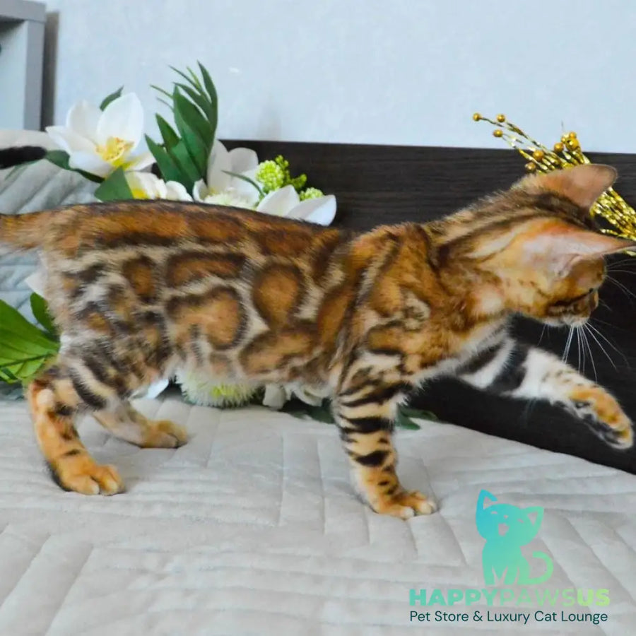 Odysseus Bengal male black spotted tabby - live animals