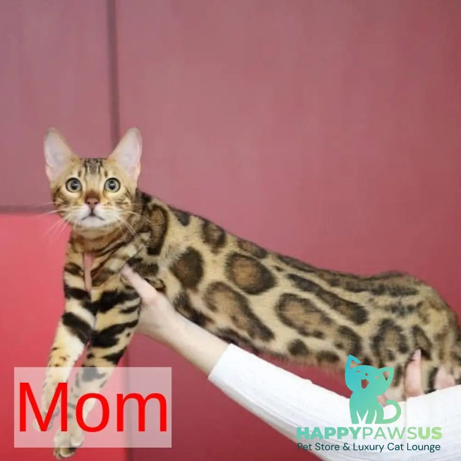 Odysseus Bengal male black spotted tabby - live animals
