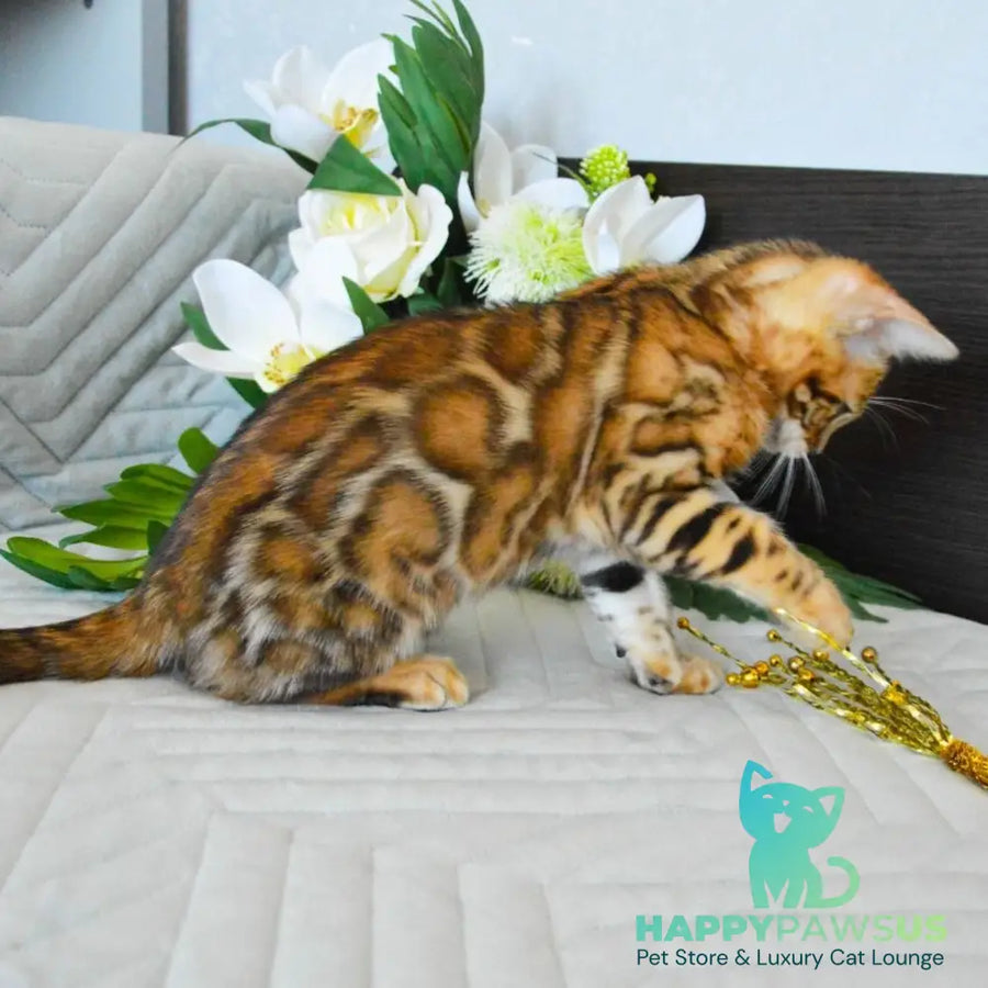 Odysseus Bengal male black spotted tabby - live animals