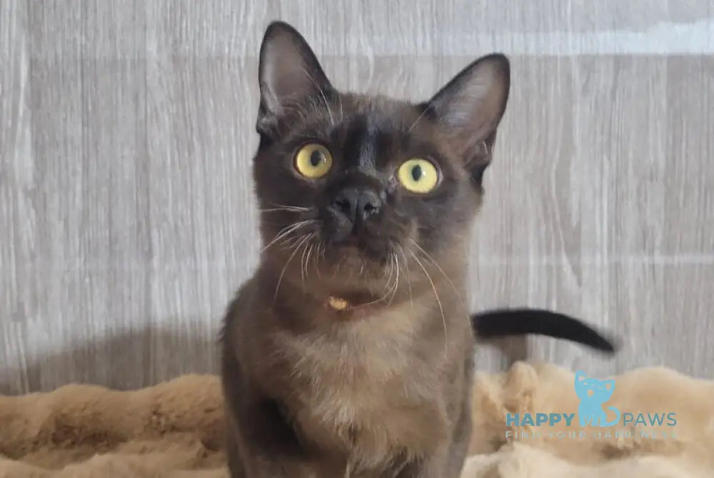 Odysseus Burmese male black live animals